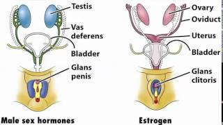 Hormones of testes and ovaries [upl. by Susejedesoj]