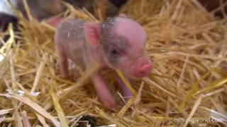 Mini Piglets Being Born Live [upl. by Uttasta]