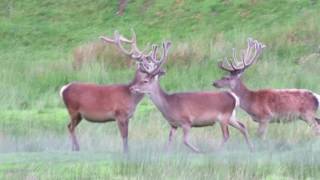 Red Deer Stags  Upper Findhorn Valley Highlands  Teaser [upl. by Northrop]