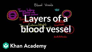 Layers of a blood vessel  Circulatory system physiology  NCLEXRN  Khan Academy [upl. by Rafi]