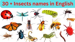 Learn Insect Names for kids in english  30 insects names for children Learning  study [upl. by Bouchard]