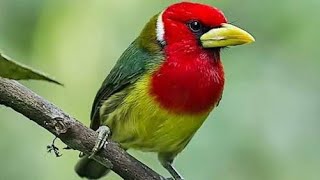 red headed barbet บาร์เบทหัวแดง enjoylife9 [upl. by Ssitnerp]