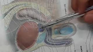 URINARY BLADDER part1 location relations ligaments bladder bed trigone of bladder [upl. by Mariand]