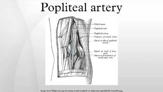 Popliteal artery [upl. by Politi]