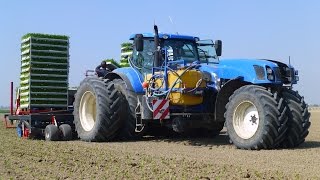 Planting Celeriac  New Holland T7270 Trike  Ferrari Multipla 12rij  Knolselderij planten [upl. by Fayola]