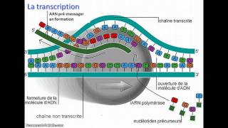 De lADN à lARNm [upl. by Cherish]