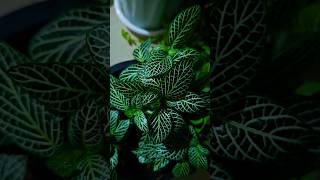 Beautiful🌿 Fittonia plant potting 🌿😍 indoorplants balconygardening plantlover happygardening [upl. by Anatniuq]