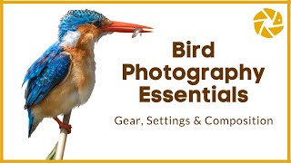 Bird Photography Tutorial  Gear Settings and Composition Tips [upl. by Ingamar161]