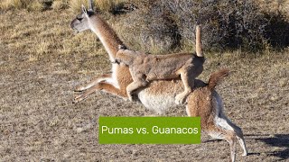 Pumas vs Guanacos The Struggle for Survival nature wildlife puma animals [upl. by Nosrej]