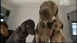 Dogs 101  Weimaraners [upl. by Ardnekat]