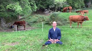 Zazen mit Alpenkühen beim Felsentor [upl. by Anawait844]