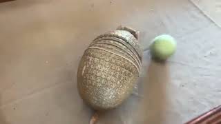 Armadillo playing with a ball  Armadillo catching a ball  Armadillo rolling 😁 [upl. by Rubia]