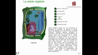 La cellule végétale Animation [upl. by Hilde915]