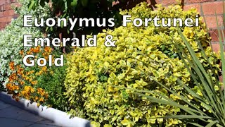 Euonymus Fortunei Emerald amp Gold Winter creeper tough reliable shrub climber plant [upl. by Kammerer]