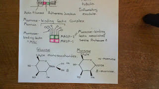 The Lectin Complement Pathway Part 2 [upl. by Neom]