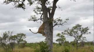 Epic video of lions vs hyenas [upl. by Kung550]