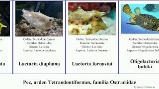 Pez orden Tetraodontiformes familia Ostraciidae ostracion fish cornuta meleagris Lactoria nasus [upl. by Diane-Marie]