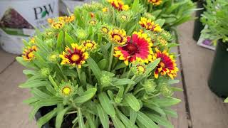 Gaillardia Spintop Orange Halo Blanket Flower  Cheery BRIGHT Flowers  AMAZING Breeding [upl. by Monroy112]