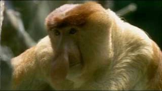 Natural World  Clever Monkeys Part 36 [upl. by Alo]