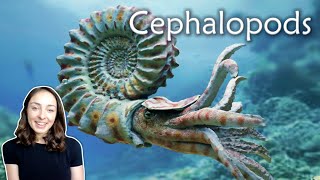 Mollusca Pt 3 Cephalopods Invertebrate Paleontology  GEO GIRL [upl. by Nelle]