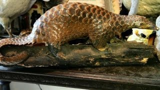 Preserved Pangolin  Oddities [upl. by Egduj665]