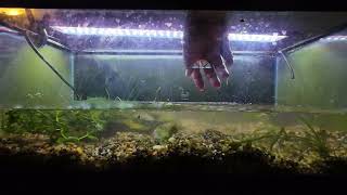 aquarium cleaning 20L tank [upl. by Mercie]