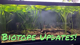 Newest Update On Pacific Blue Eye And White Cloud Biotope [upl. by Nidya]