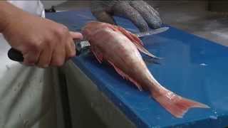 How to Fillet Gurnard  Techniques and Tips by Knifetechnz [upl. by Kcirrek]