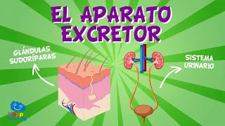 EL APARATO EXCRETOR  Videos Educativos para Niños [upl. by Ssur]