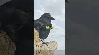 The Surprising Truth About CROW Intelligence Nobody Tells You shorts natureshorts animals [upl. by Adnerb537]