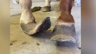 EXTREMELY Long Horse Hooves get TRANSFORMATION [upl. by Libyc587]