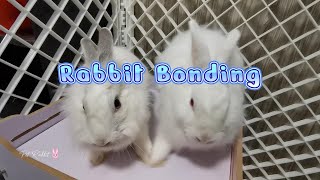 Rabbit Bonding  How To Bond Two Rabbits Stop Bonding Rabbits From Fighting [upl. by Tesler]