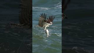 Crazy Osprey grabs huge catfish and almost gets dragged under bird osprey Glad I’m not a fish [upl. by Kreg]