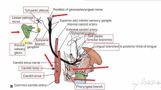 Glossopharyngeal branches 1 [upl. by Nathalie]