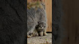 Eve the Pallass cat is a mom again She gave birth to five kittens 🥳 pallascat manul [upl. by Nylcaj]