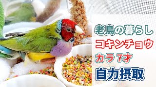 【鳥の介護】頑張っています。カラが自分でごはんを沢山食べました コキンチョウ 老鳥 全盲Gouldian finch 7 years old [upl. by Neesay]