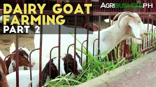 Dairy Goat Farming Part 2  Dairy Goat Farming Management  Agribusiness Philippines [upl. by Torrance]