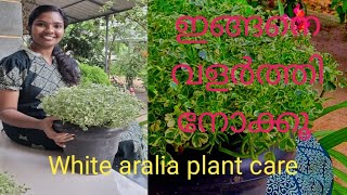 Variegated aralia careചെറിയ തണ്ട് കൊണ്ട് ചട്ടി നിറയെ വളർത്തിയെടുക്കാം 👍 [upl. by Lonnard]