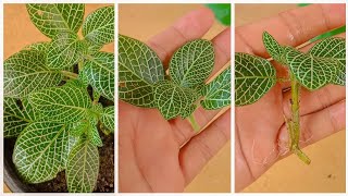 How To Grow Fittonia Plant Grow Fittonia cuttings faster using this techniques and get 100 success [upl. by Weidner]