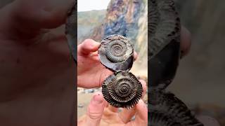 Hidden Secrets in Fossil Rocks [upl. by Falo]