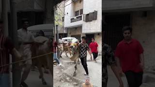 Mashallah khubsurat janwar badi Eid ki taiyari cow [upl. by Nayrda]