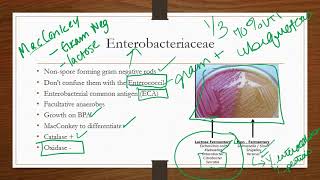 Enterobacteriaceae [upl. by Aleekahs422]