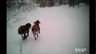 skijoring with 2 dogs in sweden [upl. by Gunn]