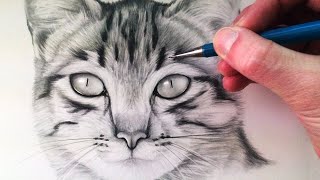 How to Draw a Cat [upl. by Buine]