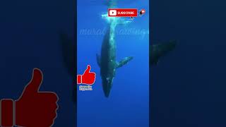 antarctic blue whale tseries [upl. by Tnarud]