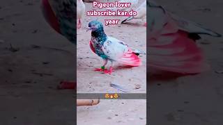 Khaki oR Zeere kabootar ki landing🌅 viralshort pigeon kabutar plzsubscribemychannel [upl. by Greeson91]