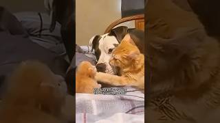 3 Heartwarming Moments With Animals Thatll Melt Your Heart shorts [upl. by Bussy]