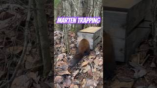 Marten Trapping With 120 Conibear and Fisher Exclusion Box [upl. by Edobalo]