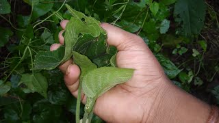 যে চর্ম রোগ ভালো হয় না সেই সমস্ত চর্মরোগ ও ভালোহবে। এই গাছের গুন দেখে আপনি অবাক হবেন। [upl. by Zacek334]