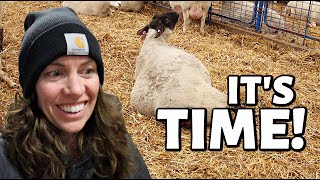 ITS HAPPENING  Spring Lambing 2021  Vlog 427 [upl. by Josi806]